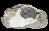 Bargain, Dalmanites Trilobite - Malvern, England #62877-1
